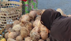 Harga Kelapa Turun Disaat Tepung Sagu Naik