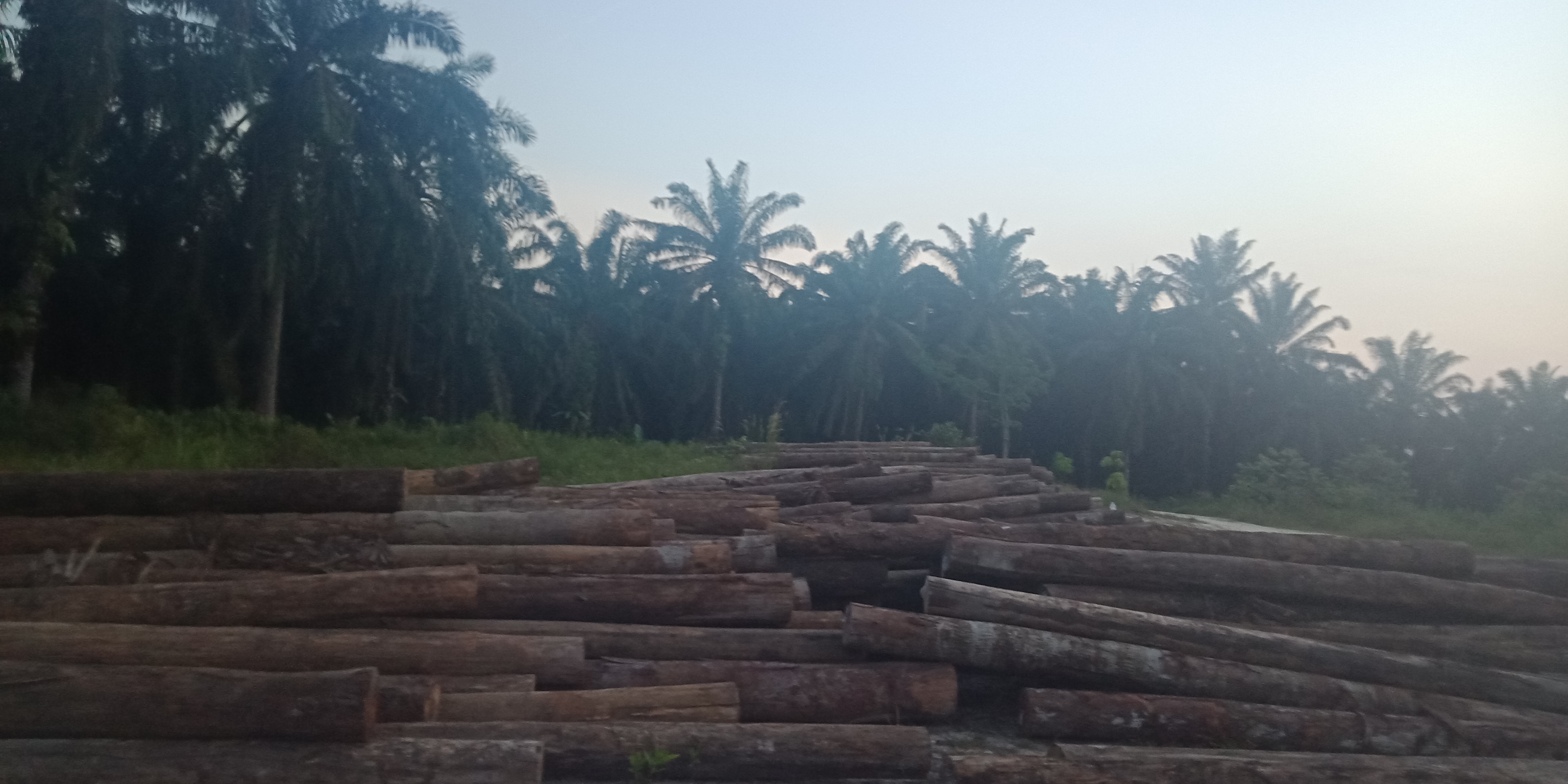 Diduga Bisnis Kayu Hutan HPL di Pelalawan, Kampung Seminai Siak Jadi Tempat Pengumpulan Kayu