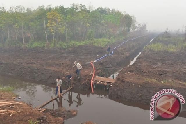 Ini Besaran Anggaran Restorasi Gambut untuk Riau Tahun Ini
