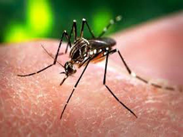 Diskes Kepri Periksa Terduga Terjangkit Zika