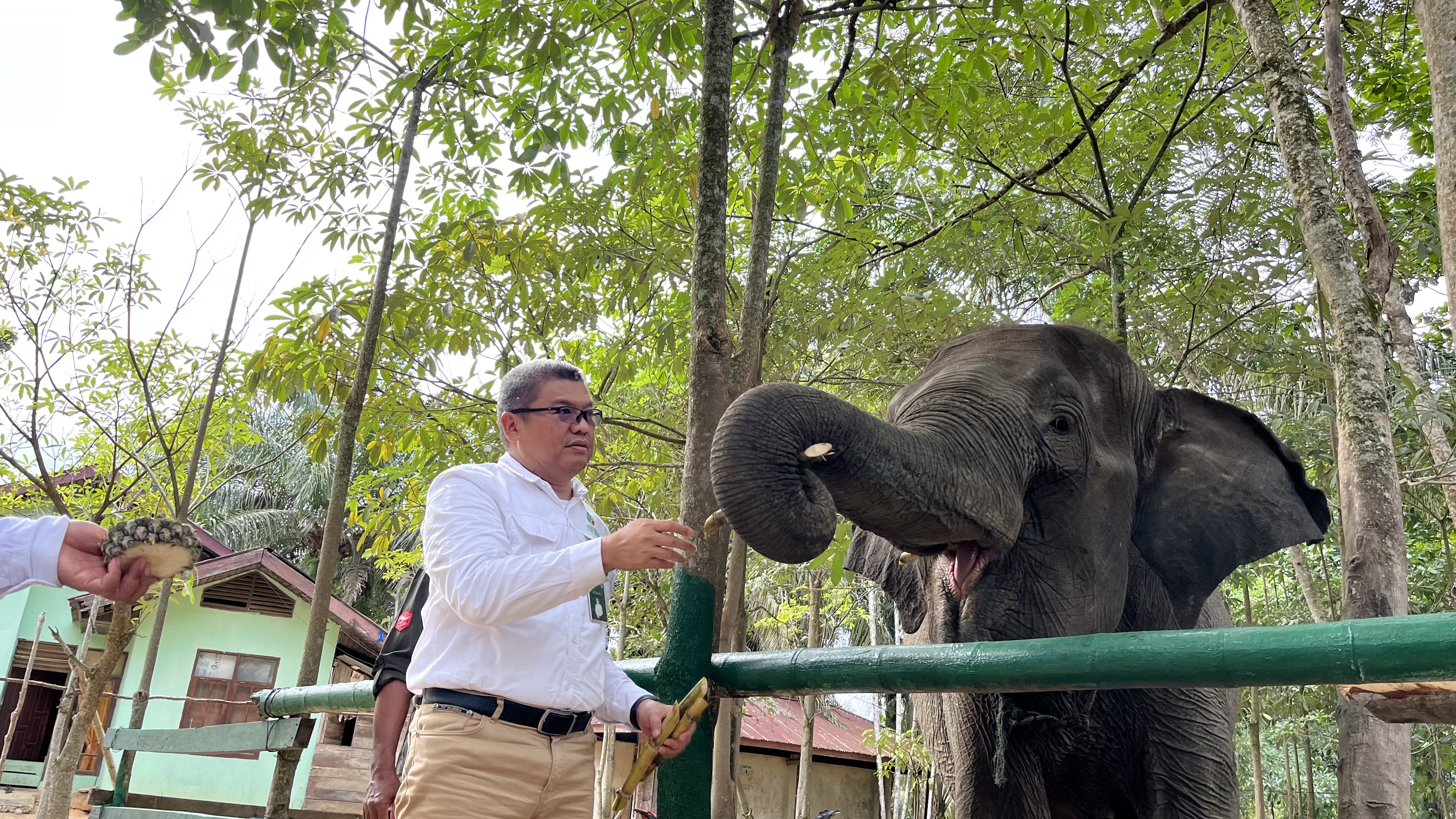 Luasan PLG Sebanga Semakin Berkurang