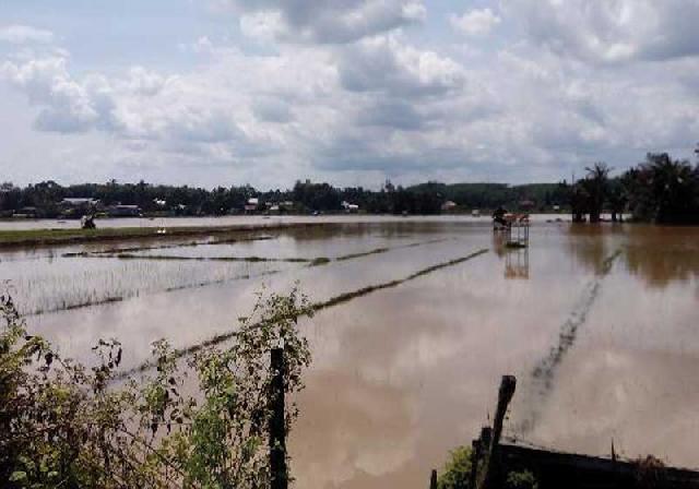 Ratusan Hektare Sawah Terendam