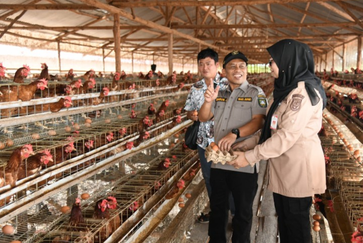 Kunjungi Peternakan Ayam Petelur, Wabup Bagus Dorong Kemandirian Pangan