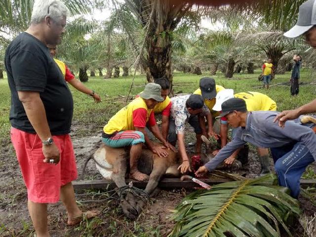 Sambut Cagubri Nomor 4, AMPG Inhil Sembelih Satu Ekor Lembu