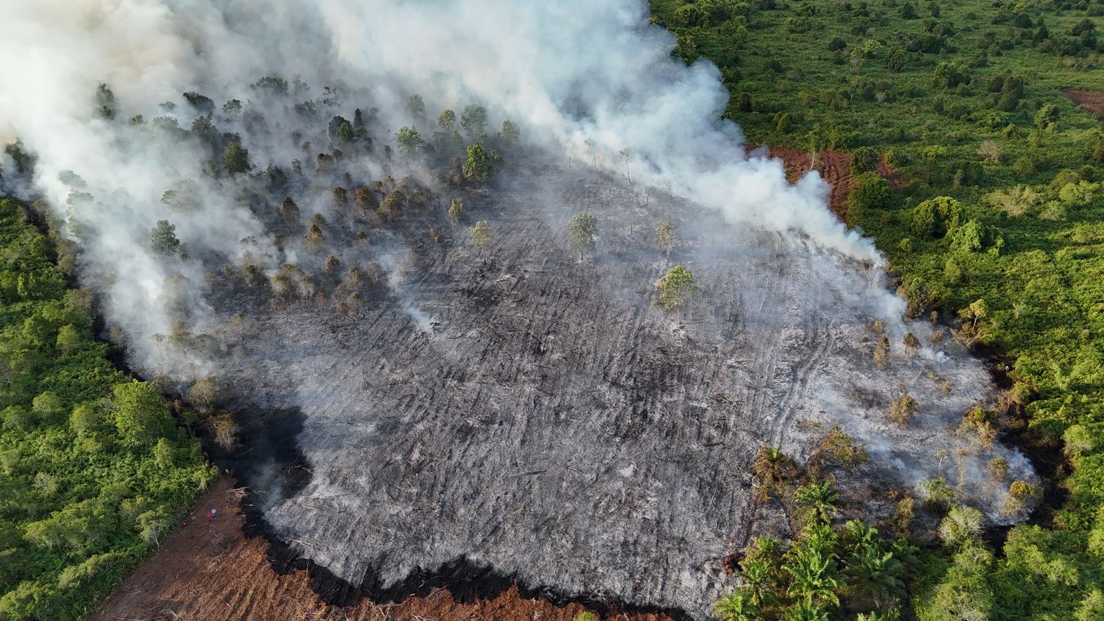 Gambut di Lahan Pemkab Siak Terbakar