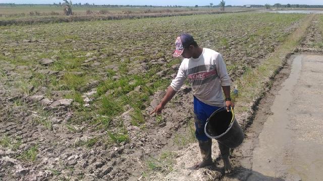 Jelang Musim Tanam Padi, Petani Kemuning Muda Kelabakan Cari Air