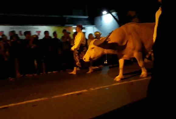 Dipercaya Sebagai Simbol Tolak Bala, Kirab Kebo 1 Suro Justru Ditiadakan Saat Pandemi