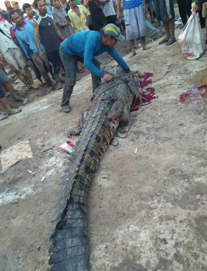 Buaya Pemangsa Warga Teluk Lanus Siak Berhasil Ditangkap, Tubuh Korban Sudah Hancur