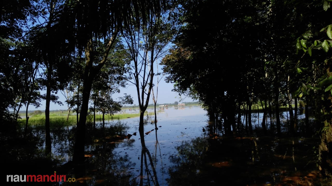 Ladang Kacang Tanah dan Jagung di Desa Redang Terendam Banjir
