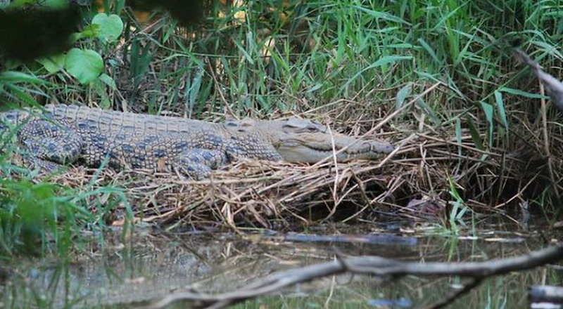 Diterkam Buaya di Sungai Siak, Begini Kondisi Pria Ini