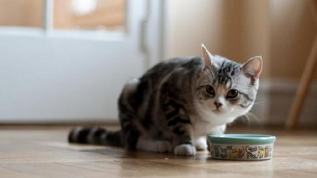 Inilah 4 Makanan yang Tepat Untuk Kucing