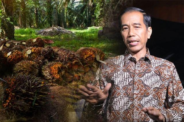 11 Februari, Presiden Bakal Hadiri Launching Replanting Sawit di Rohul