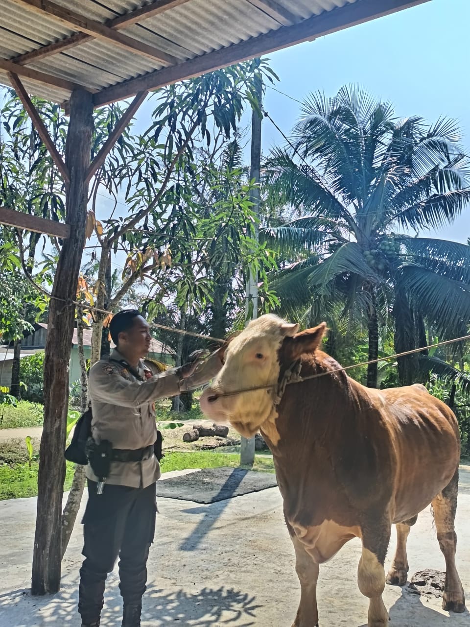 Sapi Milik Anggota Polri di Inhu jadi Kurban Prabowo