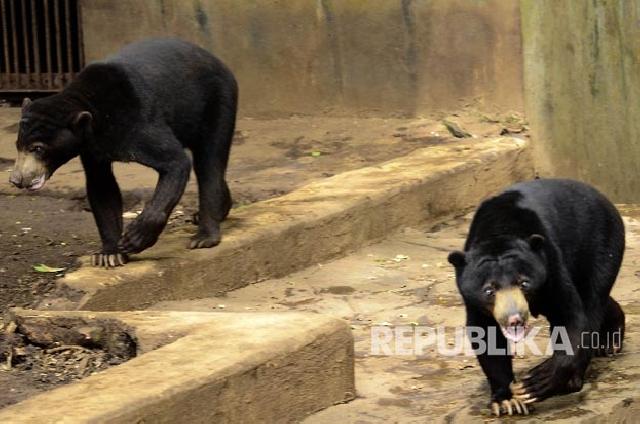 Warga Pelalawan Serahkan Sepasang Beruang Madu ke BBKSDA