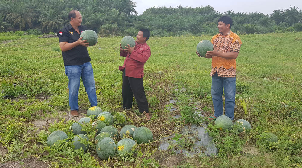 Petani Okura Binaan PT AA-SMF Berhasil Panen 70 Ton Semangka