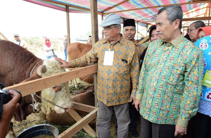 Penuhi Target Populasi Sapi Potong, Gubri Syamsuar Harapkan Komitmen Semua Pihak