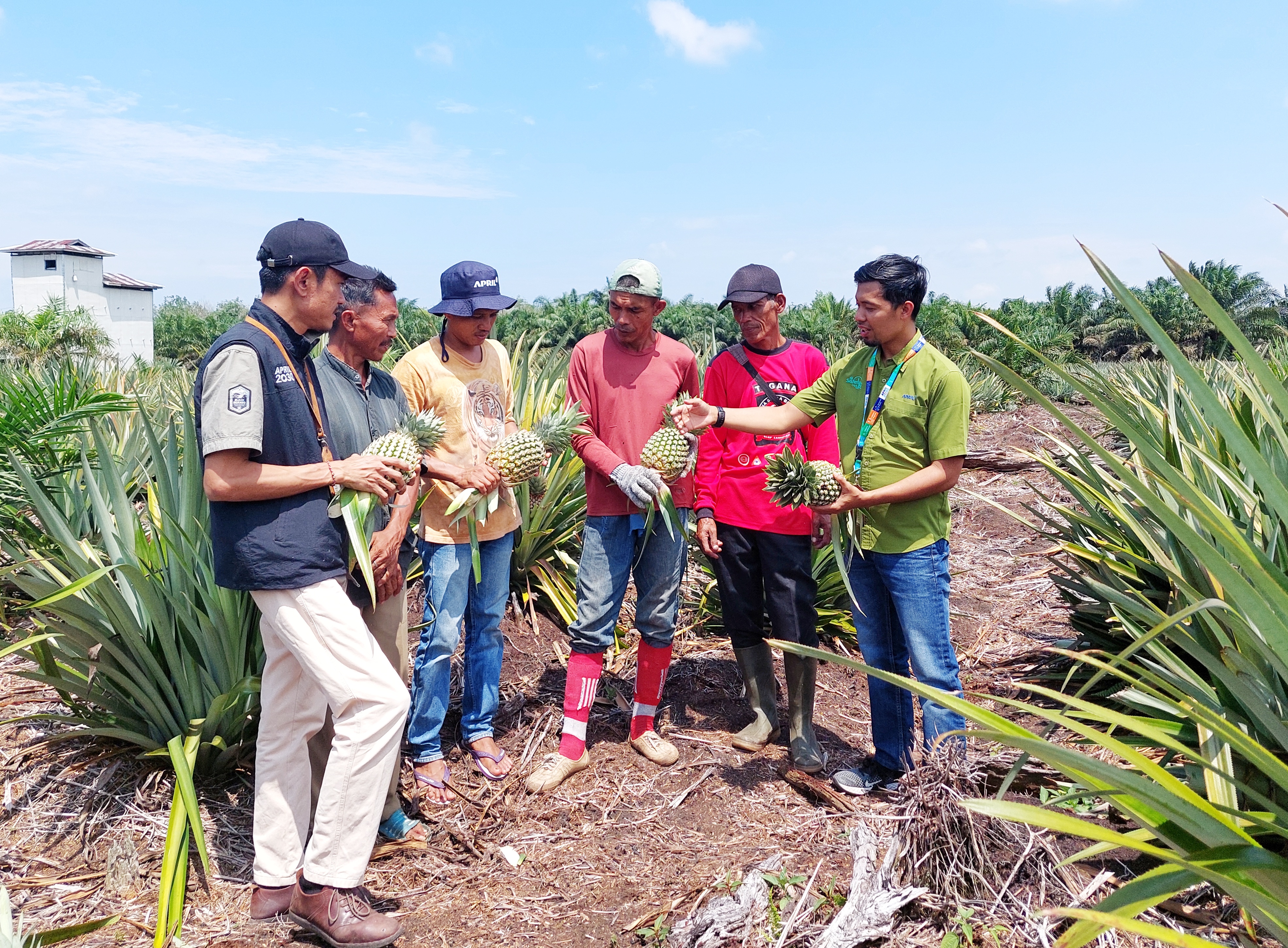 Petani Binaa RAPP Raup Untung dari Nenas Madu