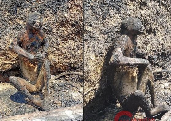 Monyet Ini Terpanggang di Bekas Lahan yang Terbakar di Riau