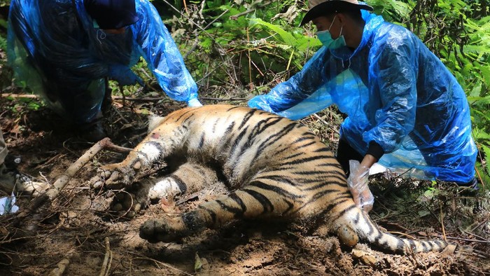 Masuk Jerat Babi, Keluarga Harimau Sumatra Mati di Aceh