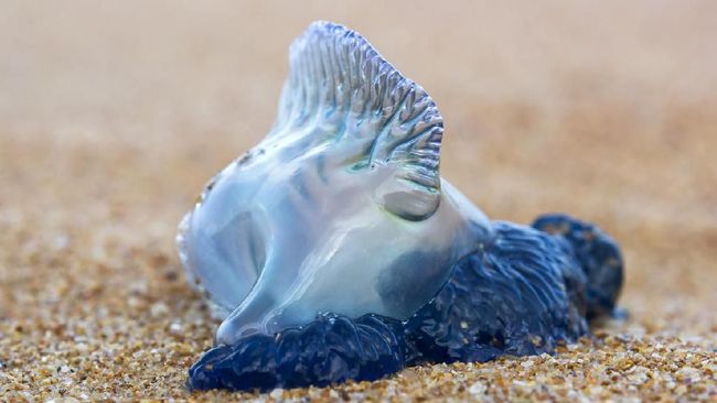 Pantai Pariaman 'Diserbu' Ubur-ubur Beracun Mematikan 