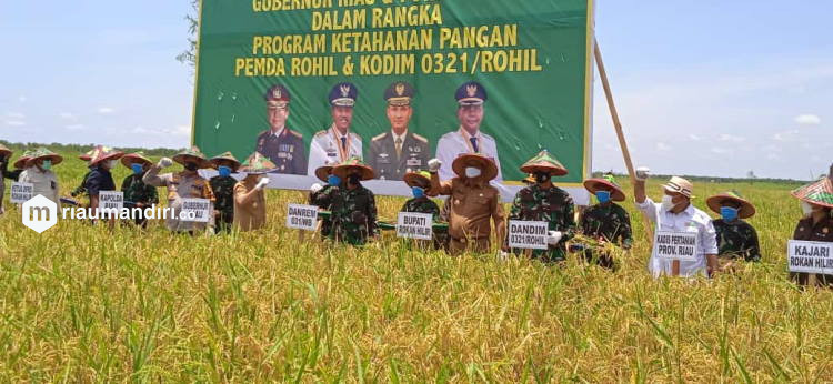 Bekas Lahan Sawit di Pekaitan Rohil Ditanami Padi, Hasilnya Menjanjikan