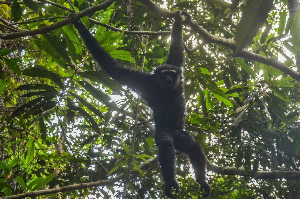 Sepasang Uwo Ungko Dilepasliarkan di Taman Hutan Raya Sultan Syarif Hasyim Kota Pekanbaru