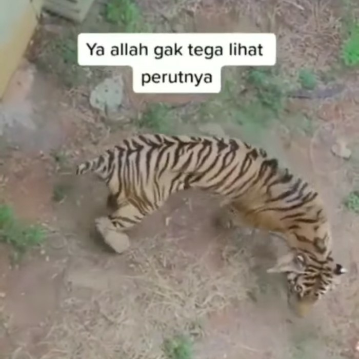 Viral Video Harimau Kurus di Kebun Binatang Lamongan, Pengelola: Dia Sudah Tua