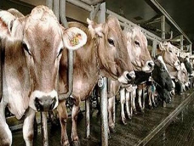 Impor Sapi Siap Potong, Mentan Ajukan Revisi UU Peternakan