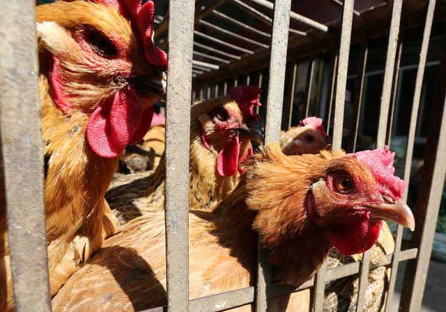 Belanda Diserang Wabah Flu Burung, Ribuan Ayam Dimusnahkan