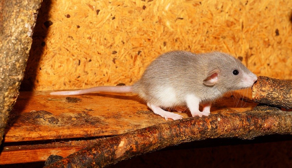 Tikus di Taiwan Disinyalir Jadi sebab Naiknya Kasus Covid-19