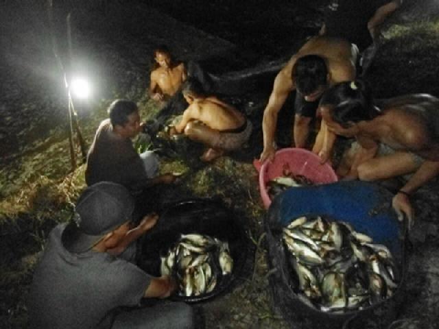 Tempalo Sukses Budidaya Patin