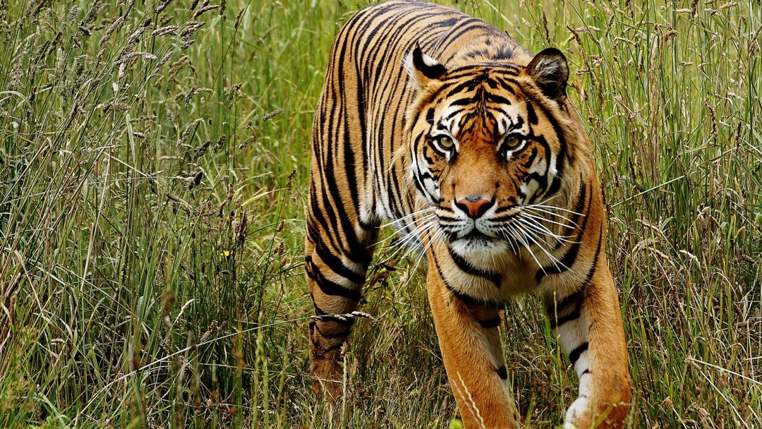 Seorang Pencari Kayu Mahang di Siak Diduga Tewas Diterkam Harimau