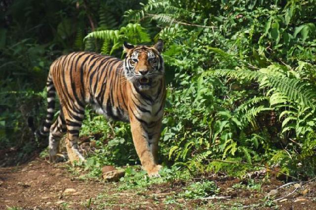 Harimau Liar Mangsa Sapi di Pelalawan, Warga Ketakutan