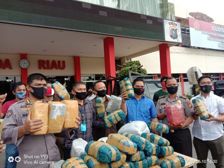 Polda Riau Gagalkan Pengiriman 100 Kg Ganja ke Dumai, 4 Tersangka Ditangkap
