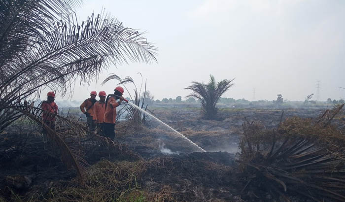 Polisi Selidiki Kebakaran 10 Hektare Lahan di Sekitar Taman Nasional Tesso Nilo 
