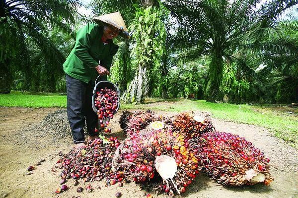 Seminggu ke Depan Harga TBS Kelapa Sawit di Riau Turun Rp37,75 per Kg