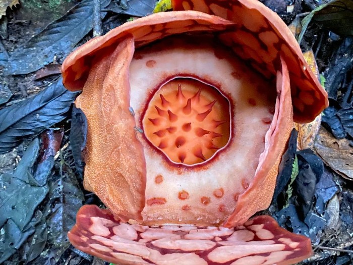 Penemuan Langka Bunga Rafflesia Hasseltii di Hutan Sumatera Barat Setelah Pencarian 13 Tahun