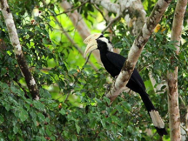 Ini 3 Hutan Juhan Terbaik di Indonesia