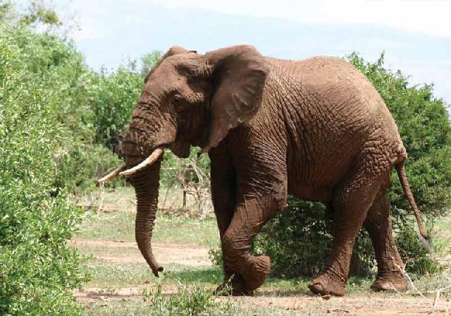 Warga Bungaraya Dikejar Gajah Tunggal