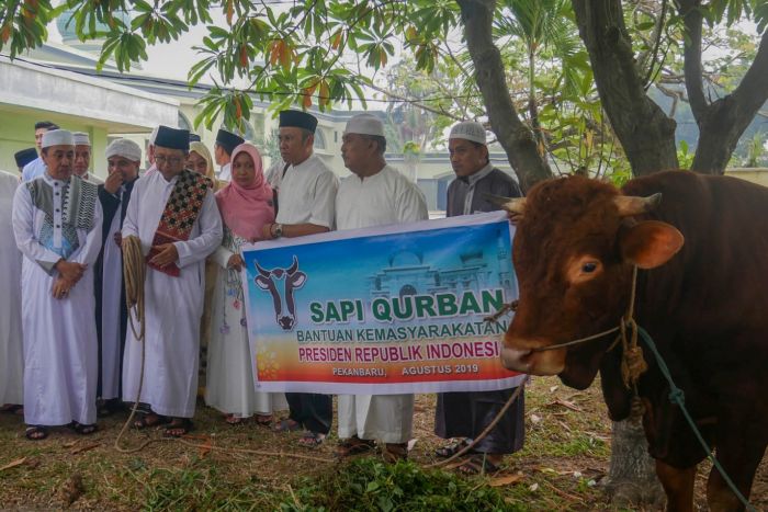 Sapi Limousin Presiden Untuk Riau Berasal dari Bengkalis
