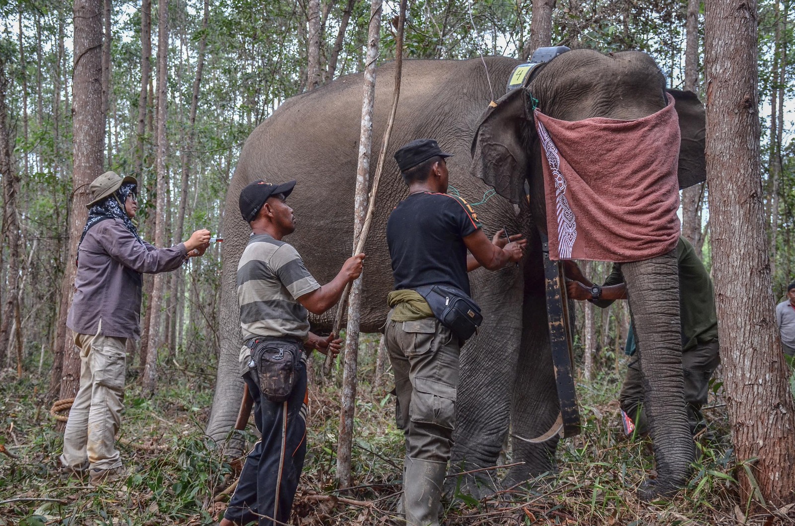 Tiga Ekor Gajah Liar di Balai Raja dan Siak Kecil Dikalungi GPS Collar