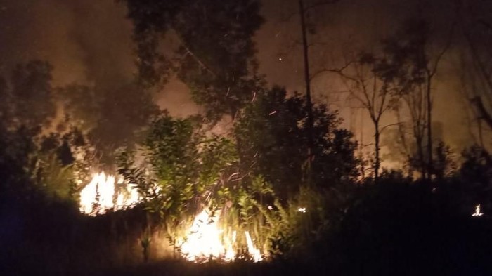 Hutan Talang Kawasan Jelajah Gajah Liar di Mandau Bengkalis Terbakar