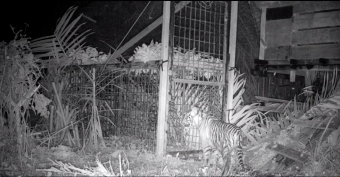 Mitigasi di Desa Pulau Muda, KSDA Riau Lepasliarkan Harimau Remaja