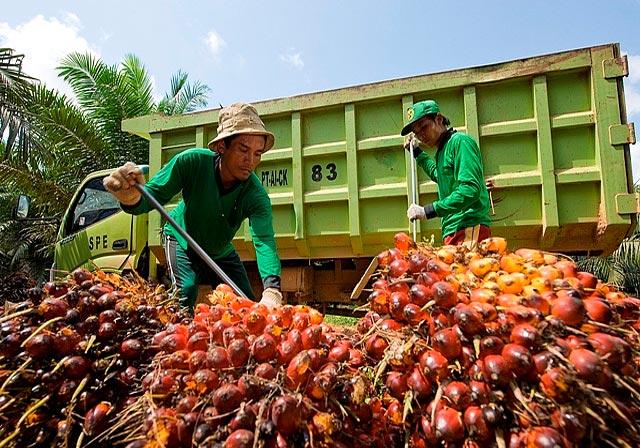 Harga  Mulai Melejit, Musim Kemarau, Produksi Buah Kelapa Sawit Trek