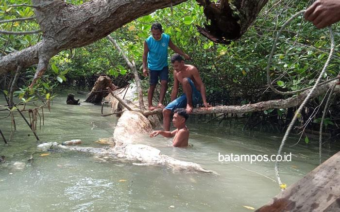 Nelayan Karimun Temukan Ikan Paus Mati Seberat 700 Kg Tersangkut di Bakau