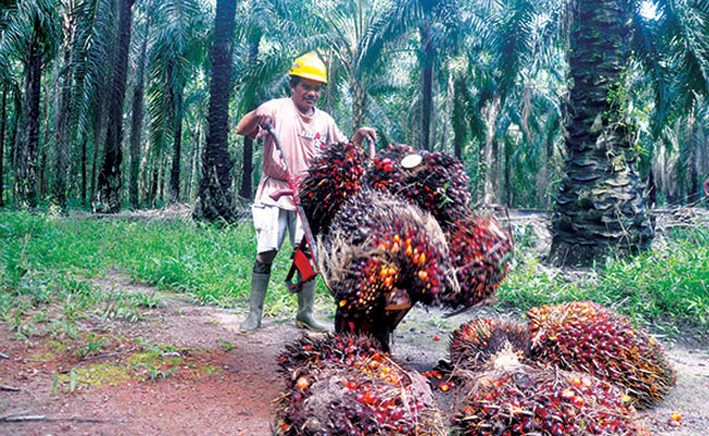 Sektor Sawit di Riau Mampu Serap 3,3 Juta Tenaga Kerja