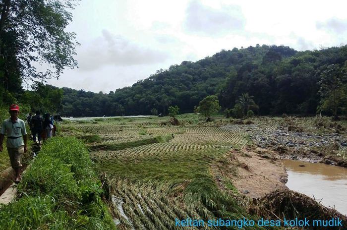 Banjir Bandang Landa Sawahlunto, Belasan Hektare Lahan Pertanian Rusak