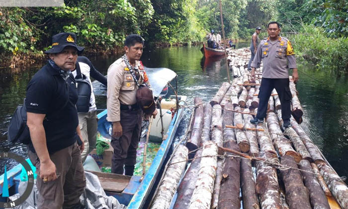Polres Siak Usut Praktik Illegal Logging di HPT Sungai Apit, Ditemukan Tumpukan Kayu Mahang