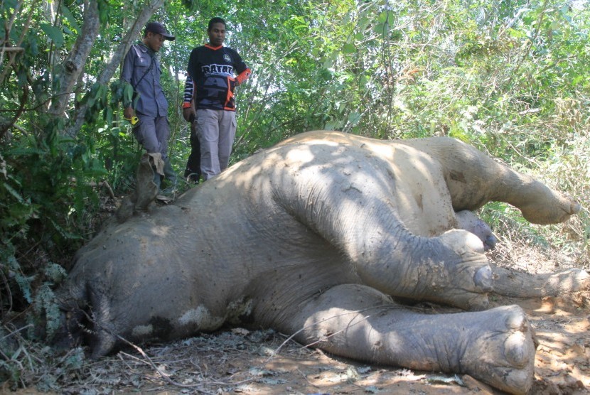 Di Balai Raja Hanya Tersisa Tujuh Ekor Gajah Sumatera 