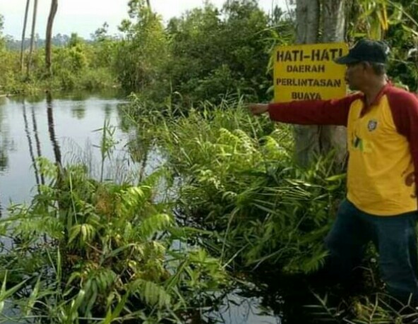Warga Teluk Lanus Siak Resah, Buaya Sungai Lakar Kembali Memakan Korban